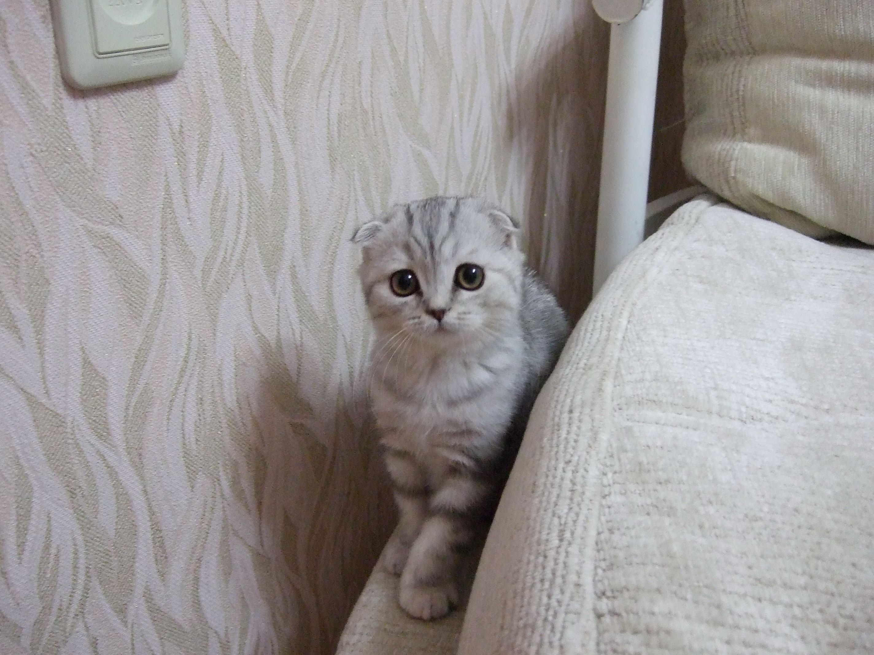 2019 год - О милом котенке размером с чайную ложечку 2019 год - О милом котенке размером с чайную ложечку